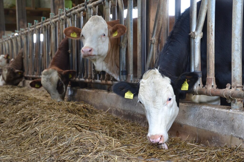 cows, simmental cattle, beef, agriculture, farm animal, ruminant, cub, head, holstein cow, farm yard, black and white, brown and white, barn, playpen, race, cattle breed, holstein cow, holstein cow, holstein cow, holstein cow, holstein cow