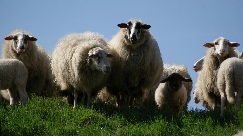 A flock of sheep with fluffy wool grazing on a grassy hill under a clear blue sky.