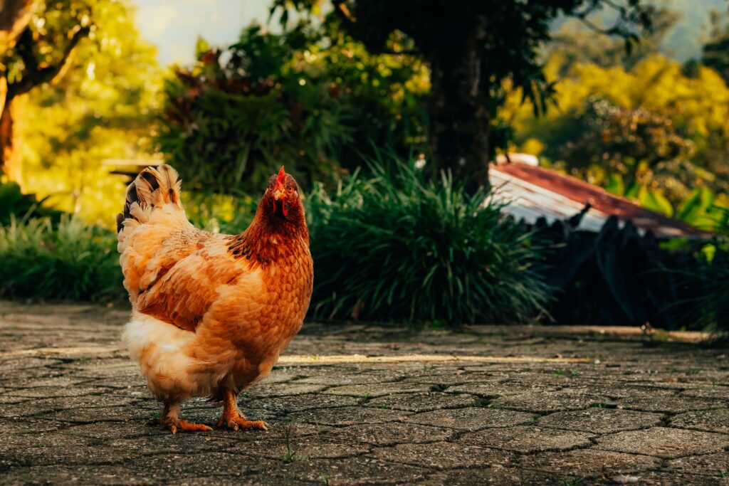 A vibrant hen on a cobblestone path in a lush rural area during the day.