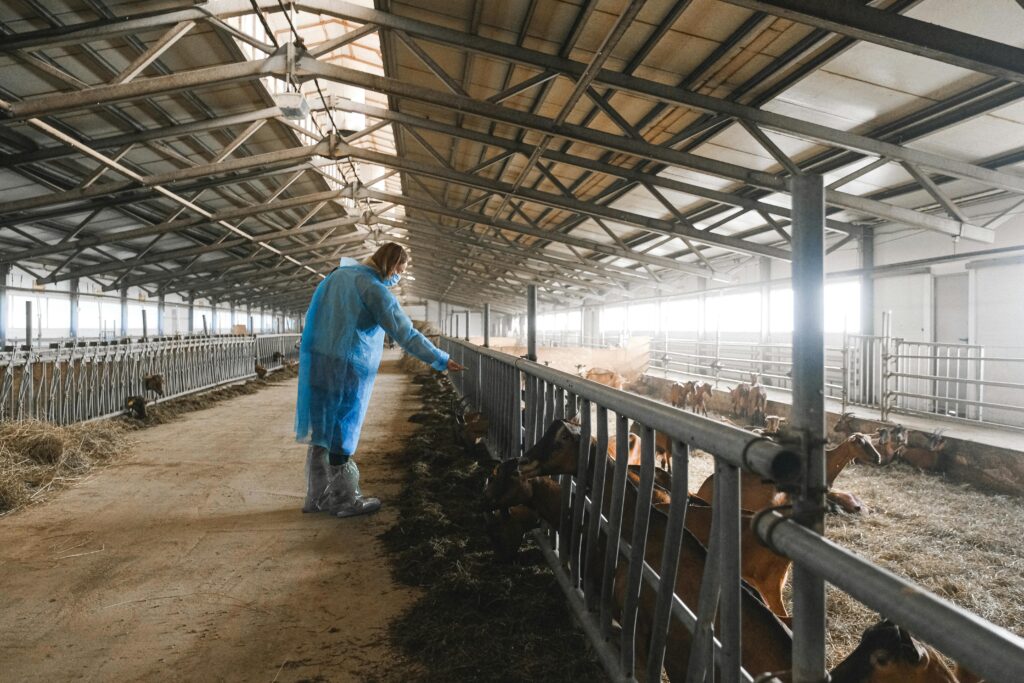 A farm worker in protective gear feeding goats inside a large barn.