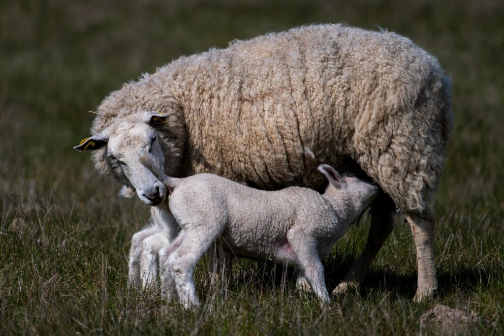 A Texel sheep and its lamb in a Danish pasture, showcasing rural life and nature.
