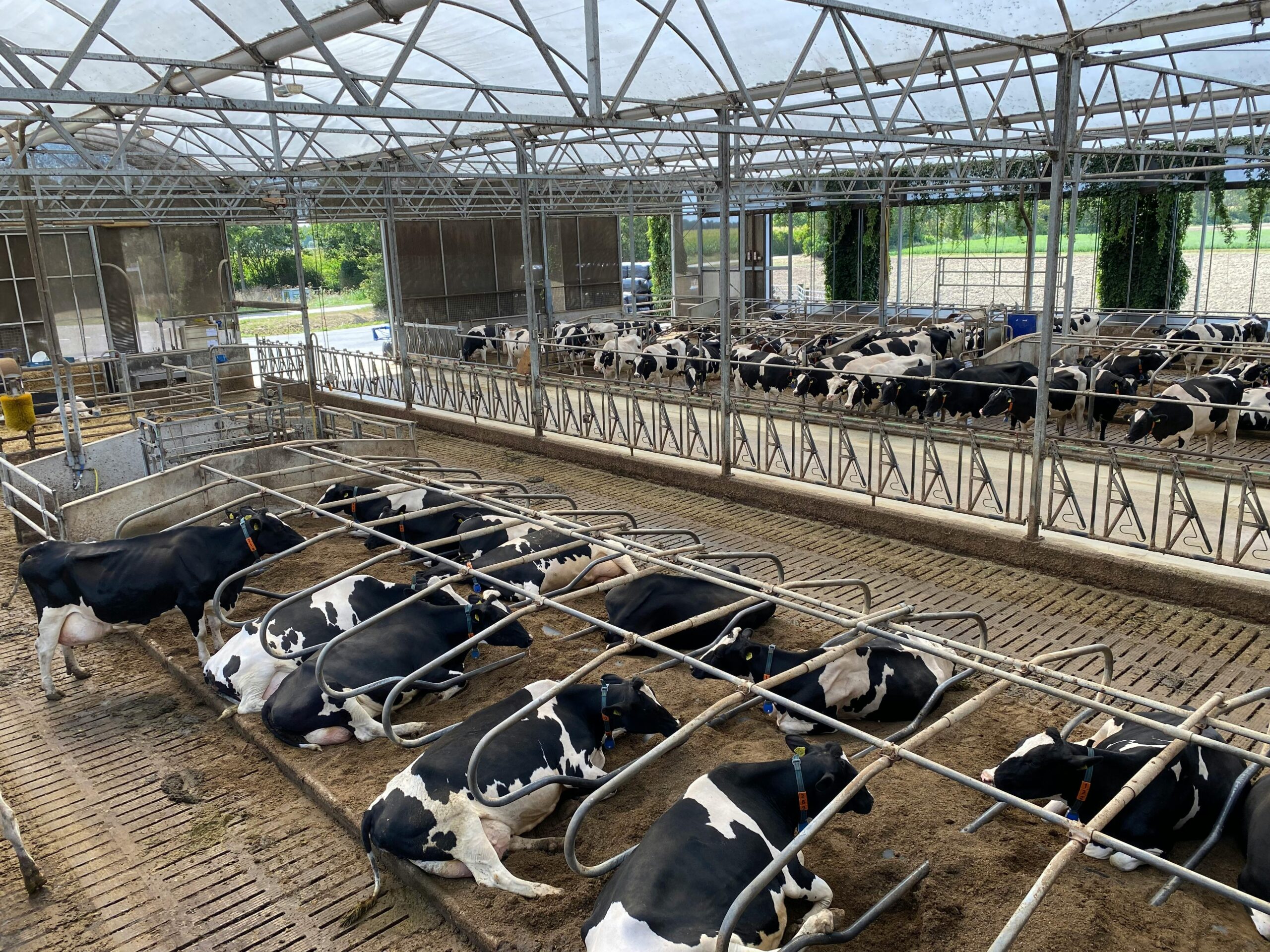 Image of Holstein cows resting in an indoor dairy facility with metal structures.