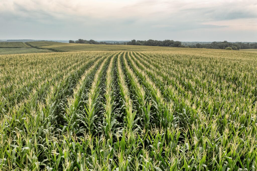 Lush and extensive cornfield stretching to the horizon under a serene sky in Alma, Wisconsin.