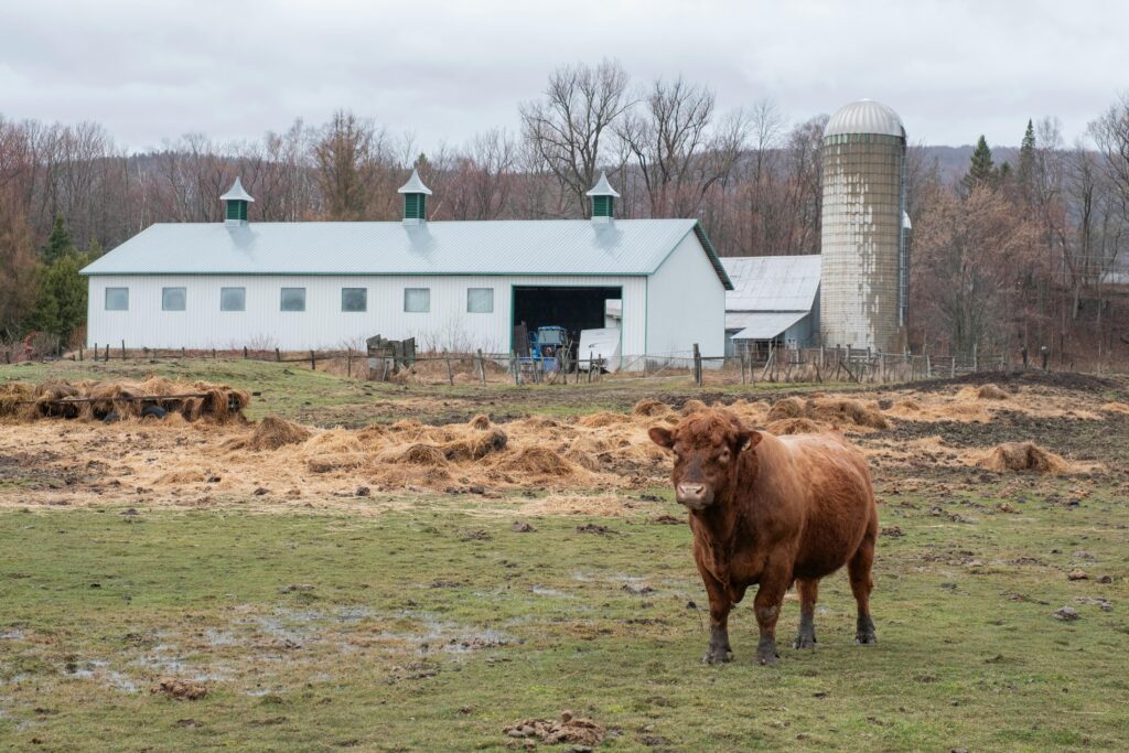 A serene barn and cattle scene in Sainte-Anne-de-Beaupré, Québec, illustrating pastoral life.