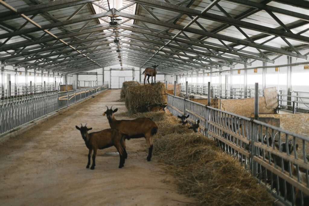 Brown goats in a large indoor farm setting with hay bales and metal enclosures.